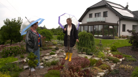 "Nowa Maja w ogrodzie": hodowla rzęsy wodnej w centrum skalnego ogrodu